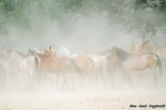 konie_46